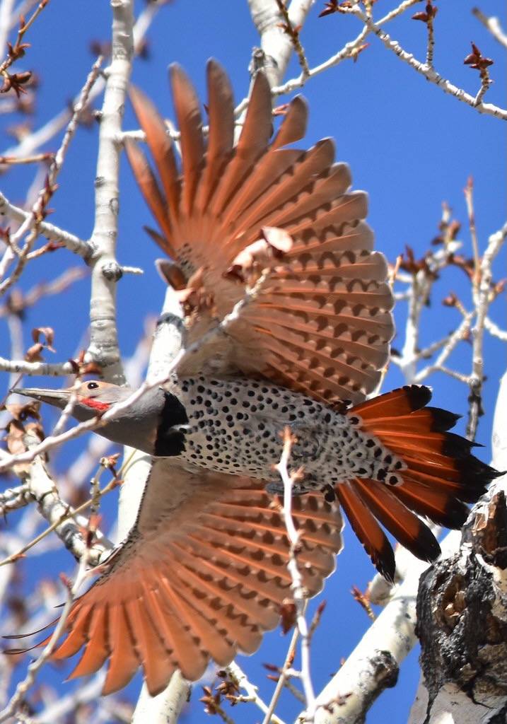Northern Flicker on Seedskadee National Wildlife Refuge by Tom Koerner/USFWS Mountain Prairie is licensed under CC BY 2.0.